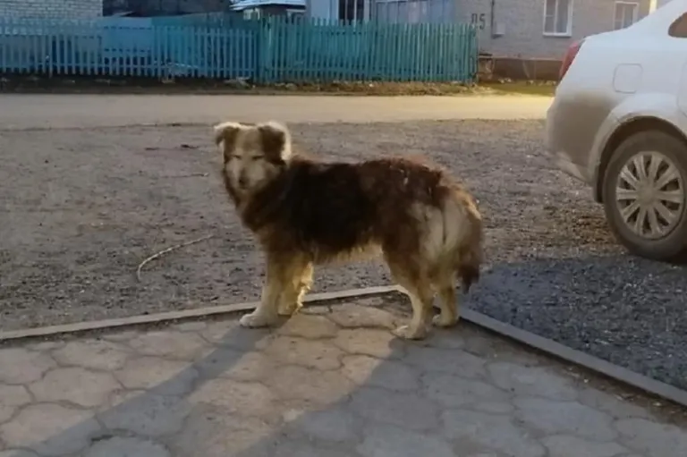 В Уваровском округе ввели карантин из-за бешенства животных