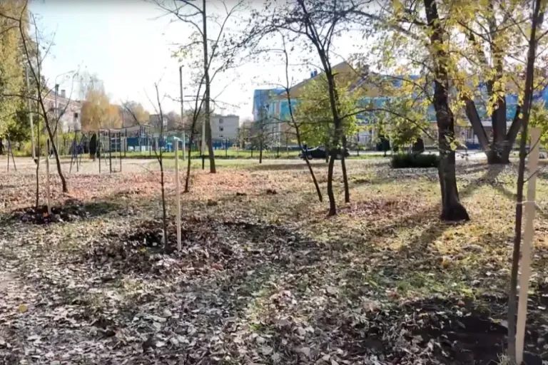 В сквере Еремеева в Тамбове высадили 15 саженцев клёна