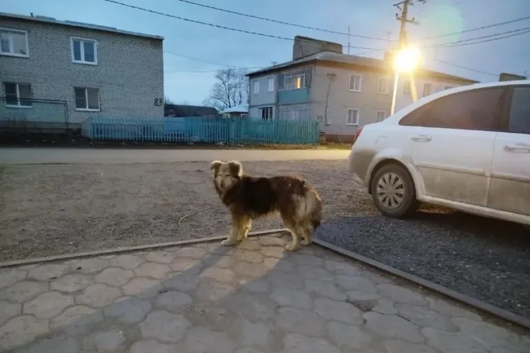 В селе Платоновка введён карантин из-за случая бешенства